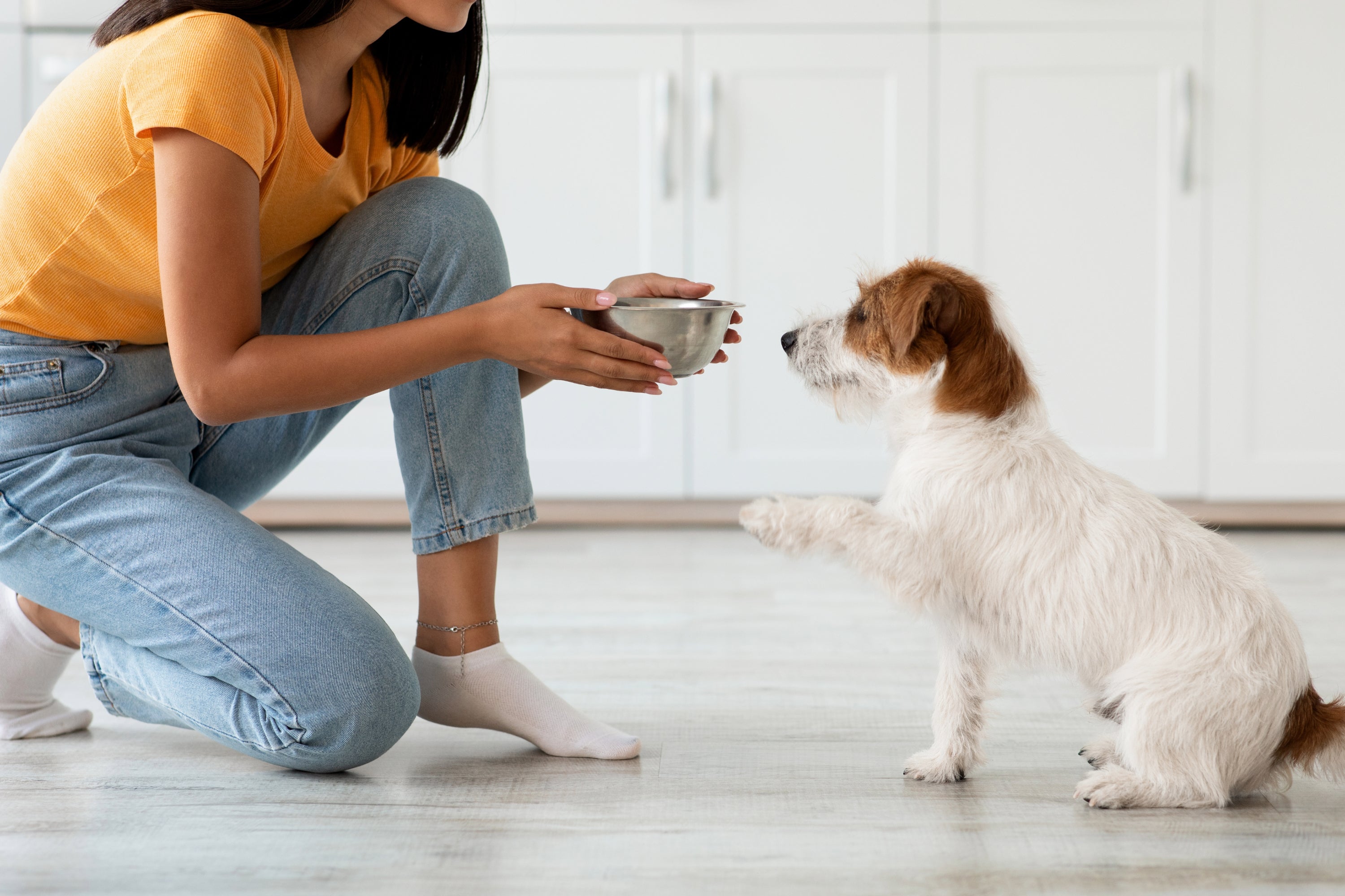 Dry Food vs. Home-Cooked Food: Which is Better for Your Pet Dog?