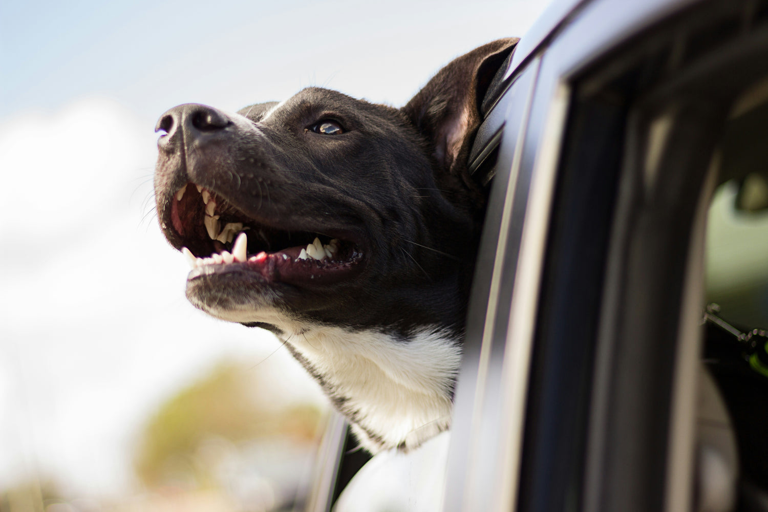 Make Travels with Your Furry Friend a Breeze