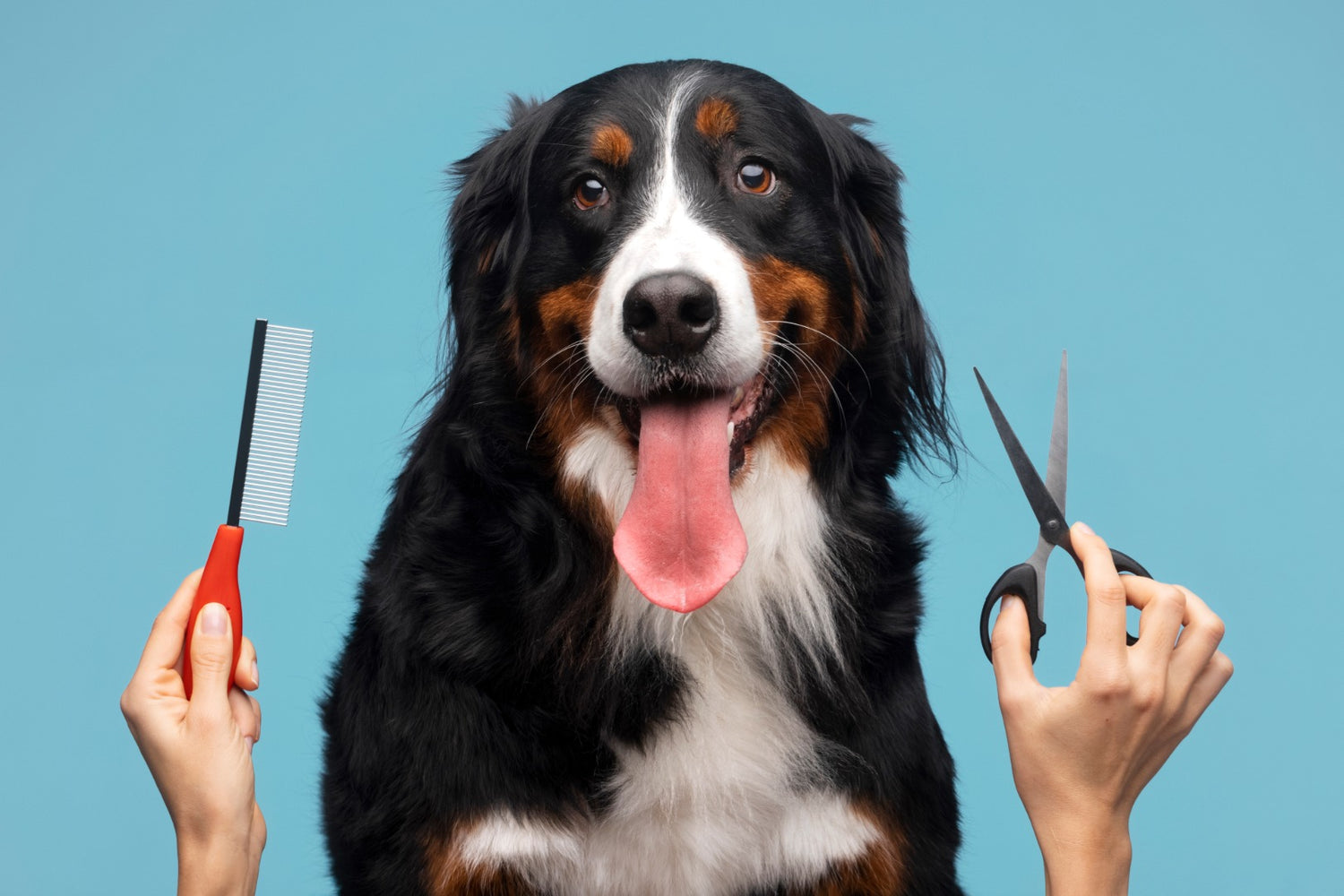 The Ultimate Grooming Checklist for Dogs