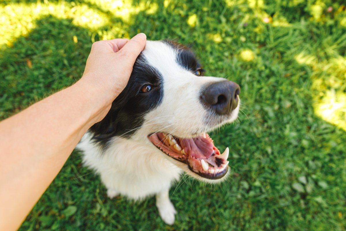 Essential Tips To Boost Your Dog's Immunity